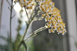 Digestion Yarrow